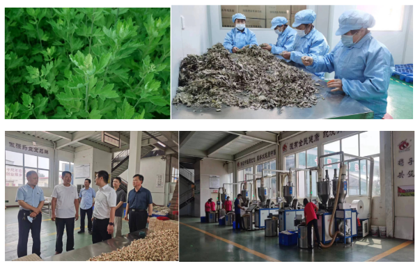 走近3·15，放心消費質量認證在行動——河南：認證助推艾草企業提質增效 增強消費信心